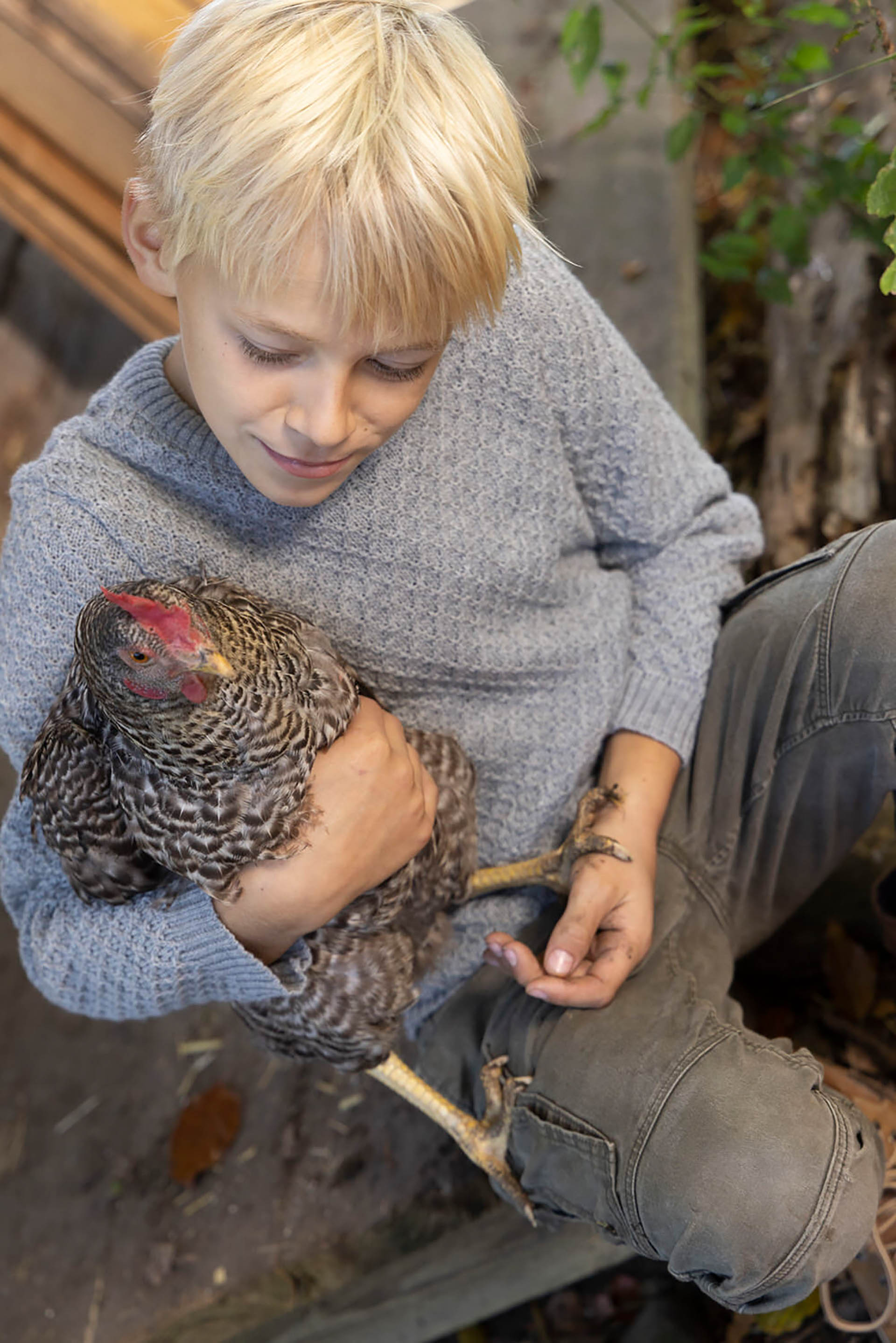 Blonder Junge im grauen disana Aran-Pullover und schwarzer Jeans sitzt draußen und hält ein Huhn im rechten Arm